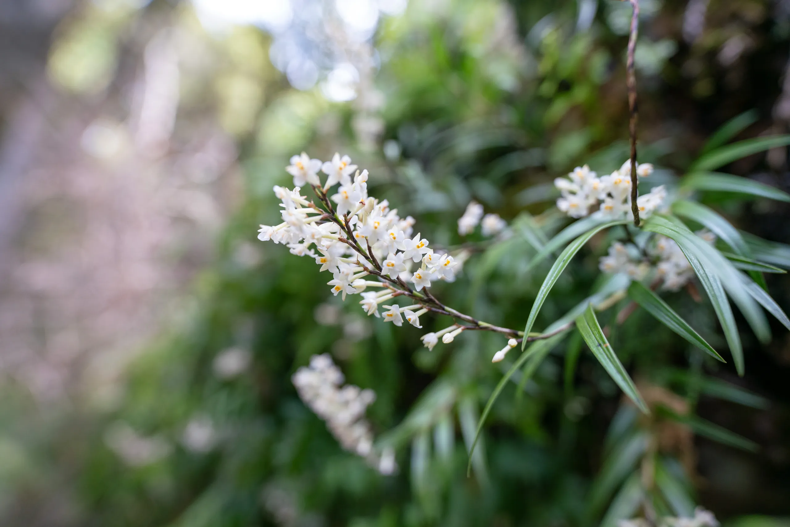 Native orchid Earina autumnalis was often seen growing draped over windfall and rotting trees. It smells strongly like cheap air freshener and we often caught a whiff of it before we saw it.