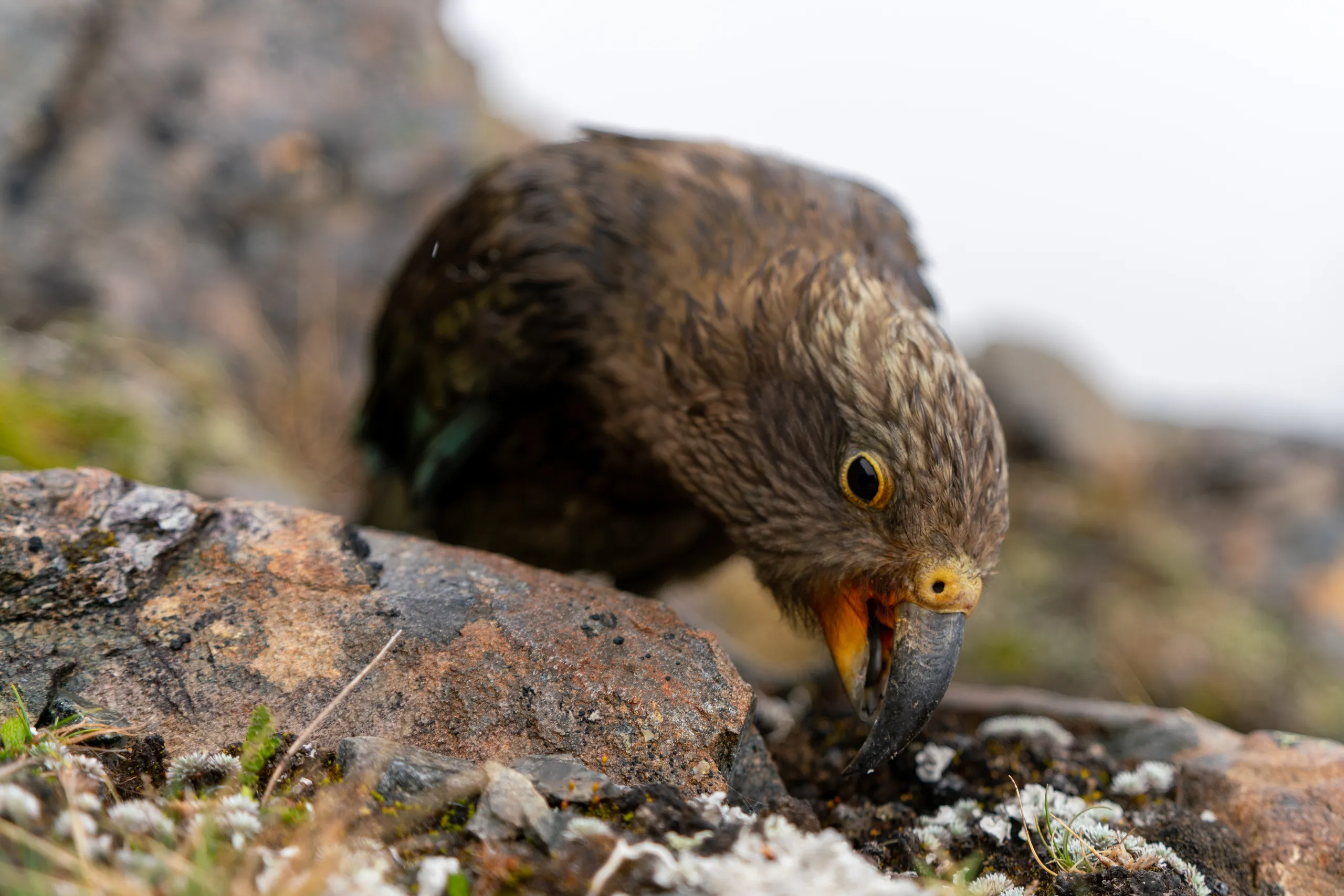 Curious juvenile kea that got dangerously close to my camera