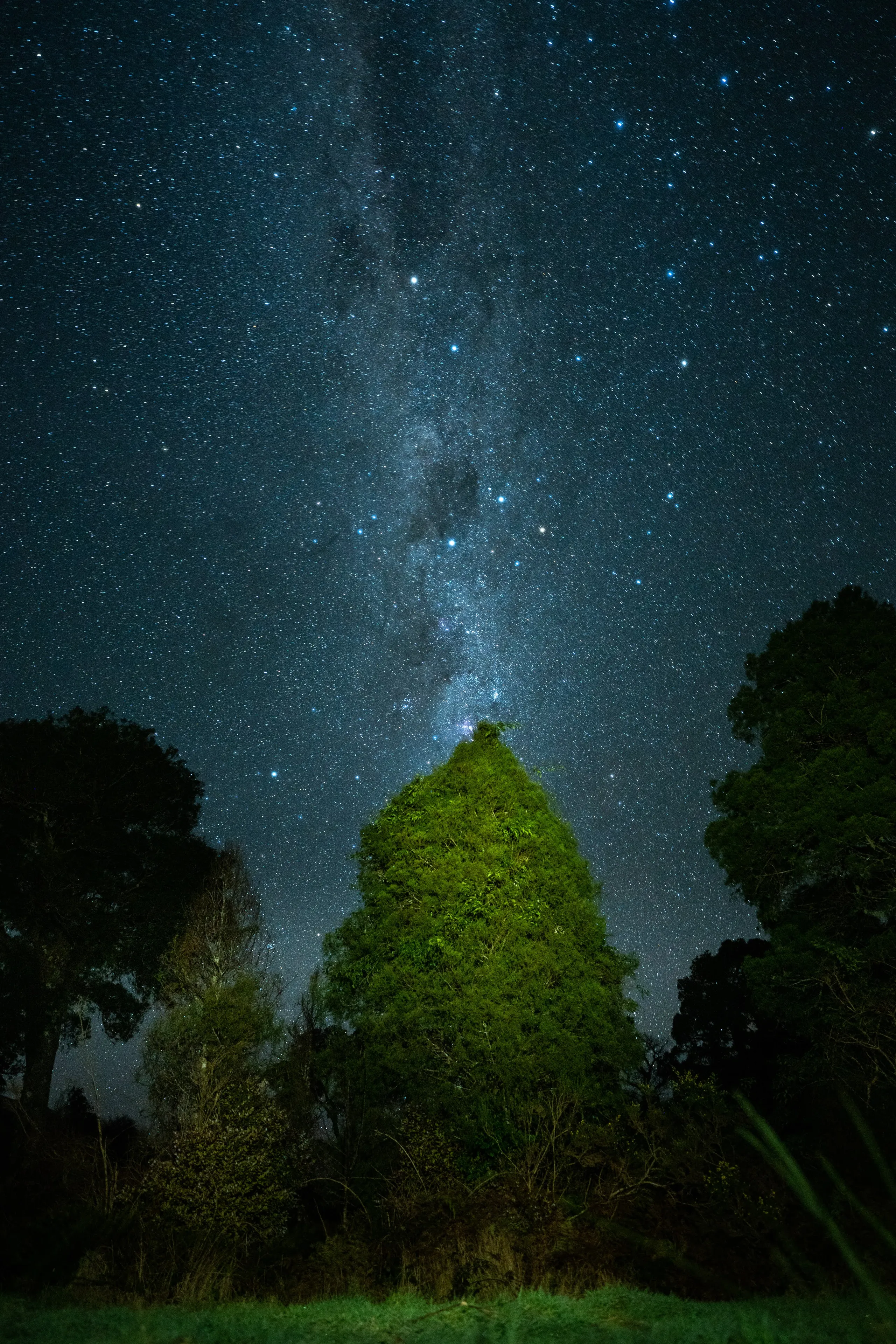 Tree outside Dillon Hut