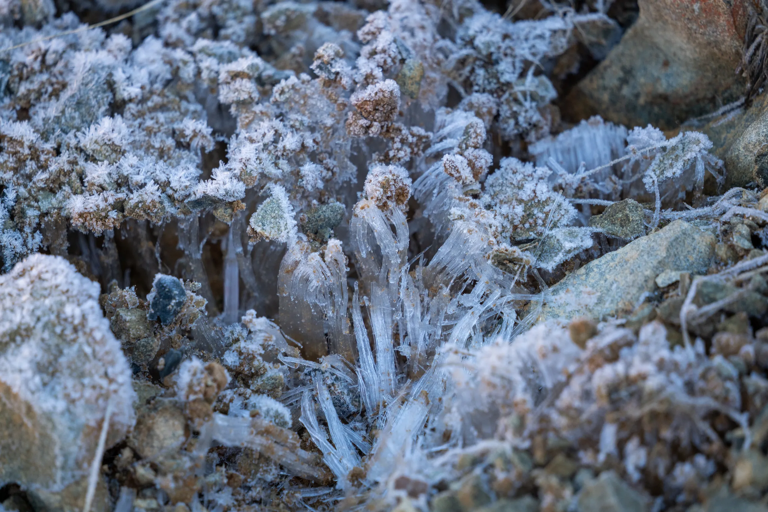 Needle ice was present along much of the track. It's the first time I've experienced it.