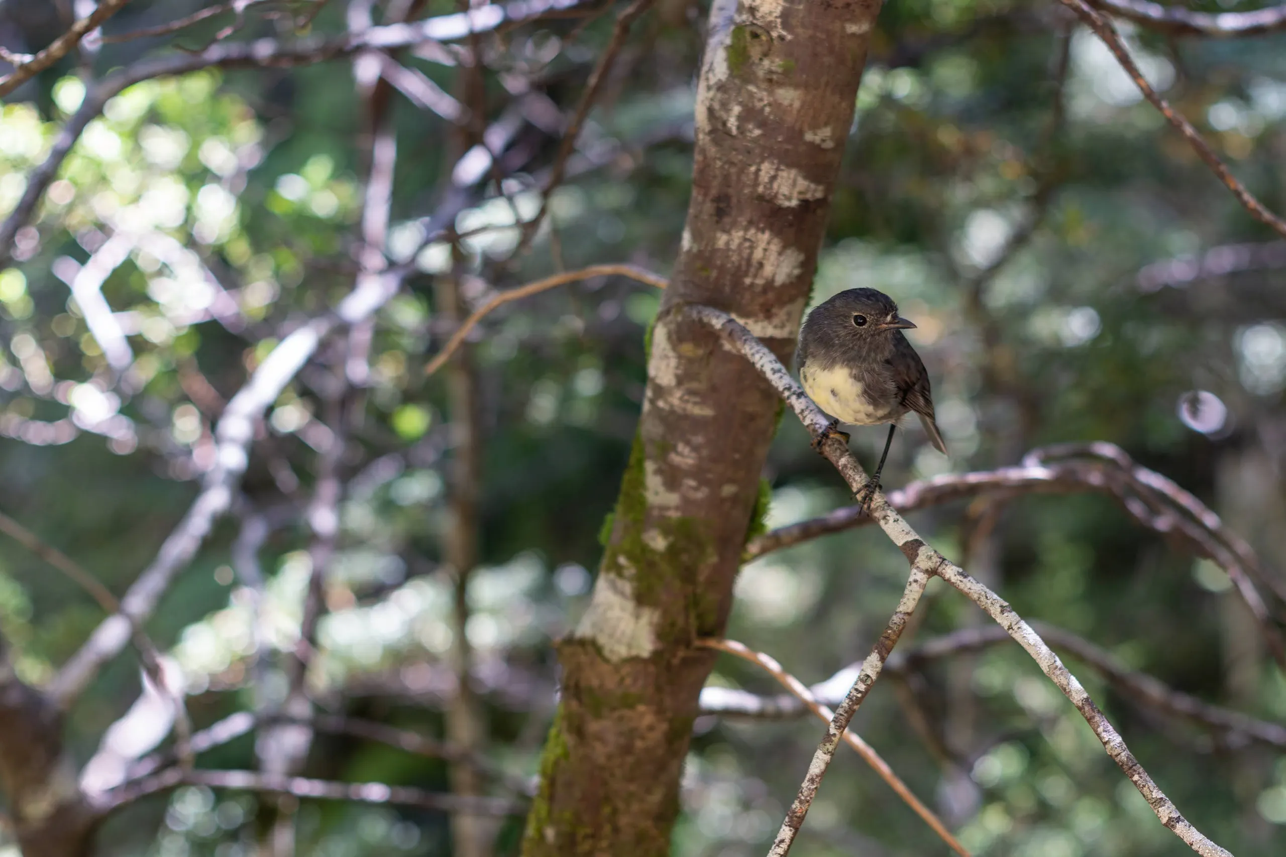 A curious robin