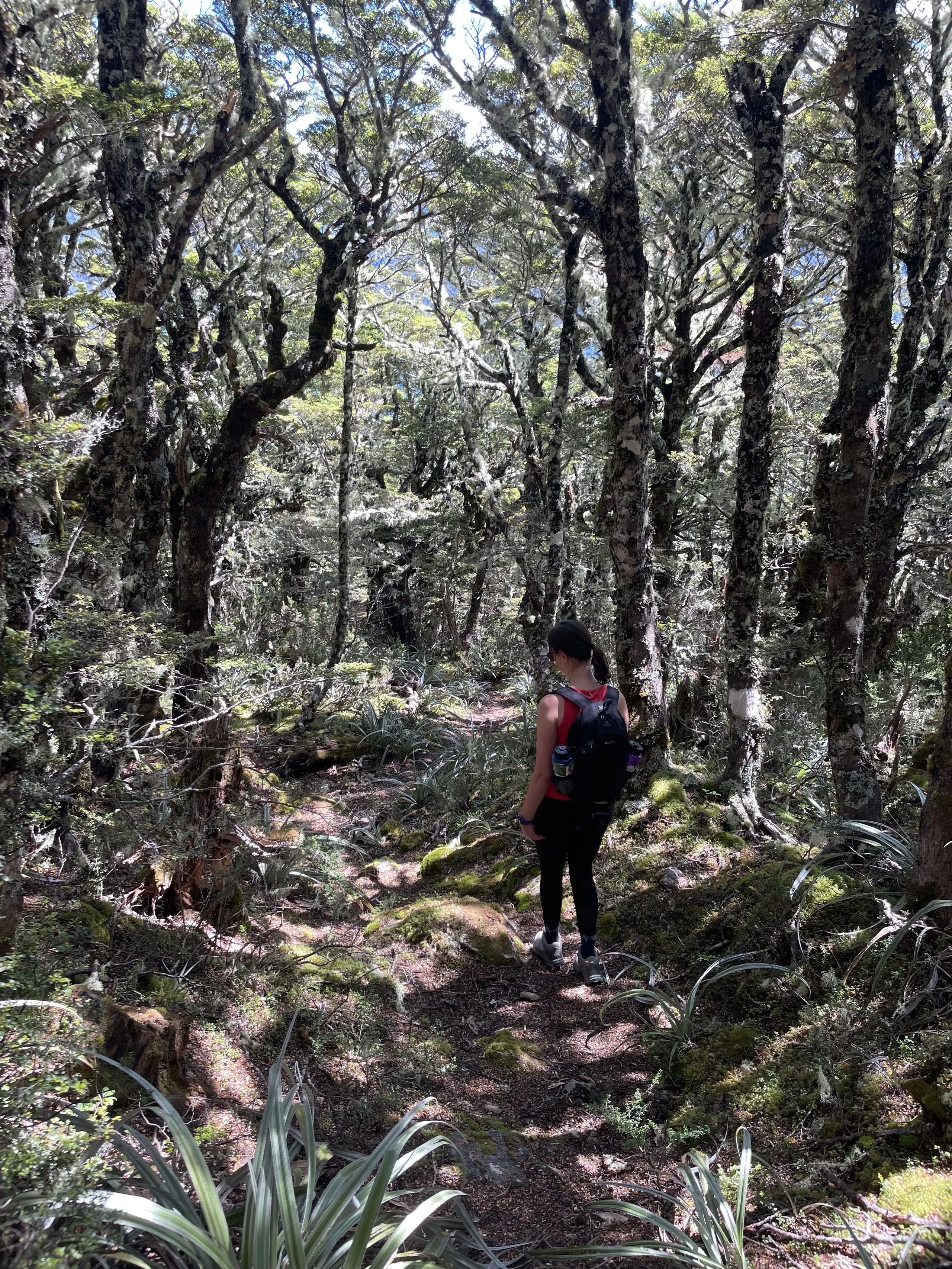 Silvery moss and ferns among the beech forest near the bushline