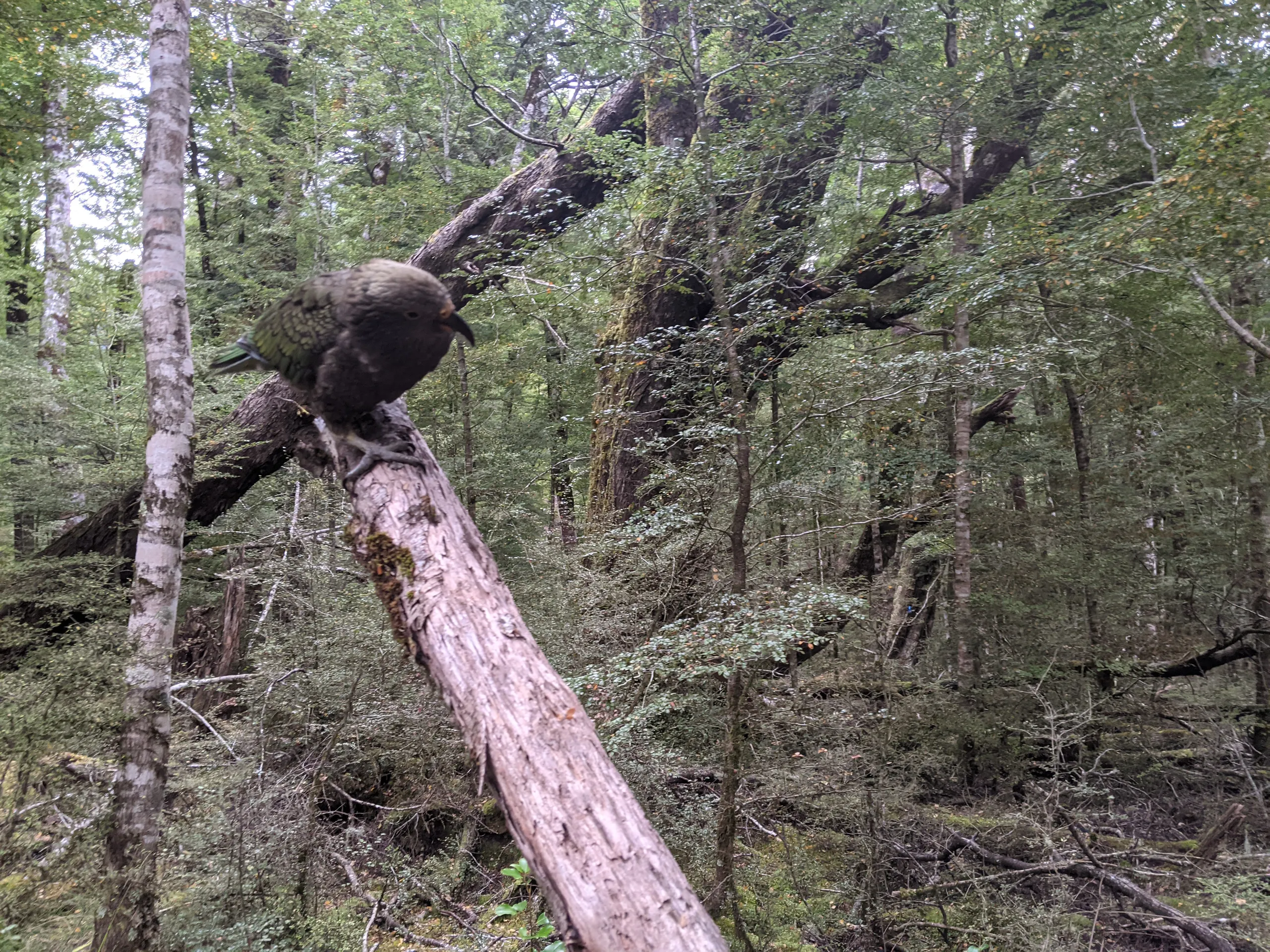 One of a few kea near Routeburn Shelter