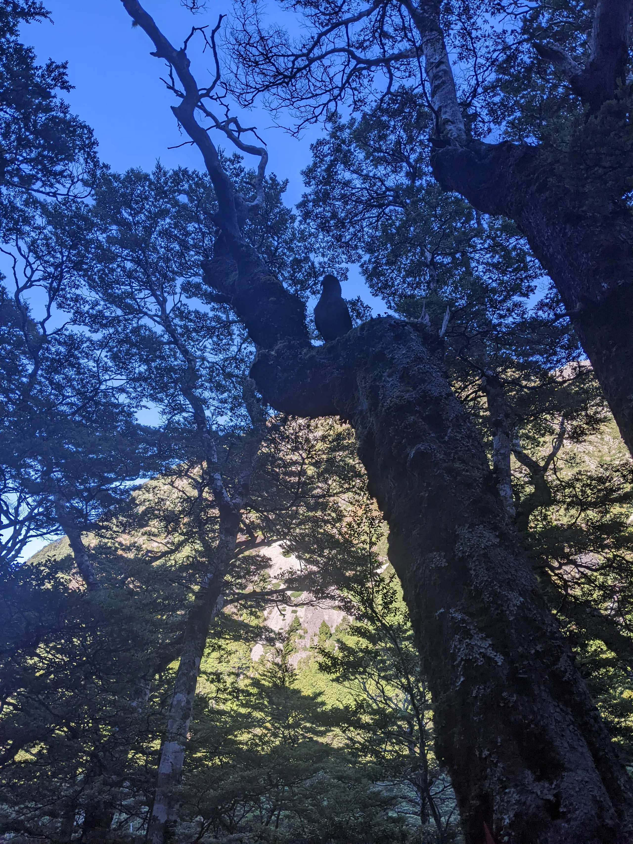 One of the two irritated kea that chased me down the track