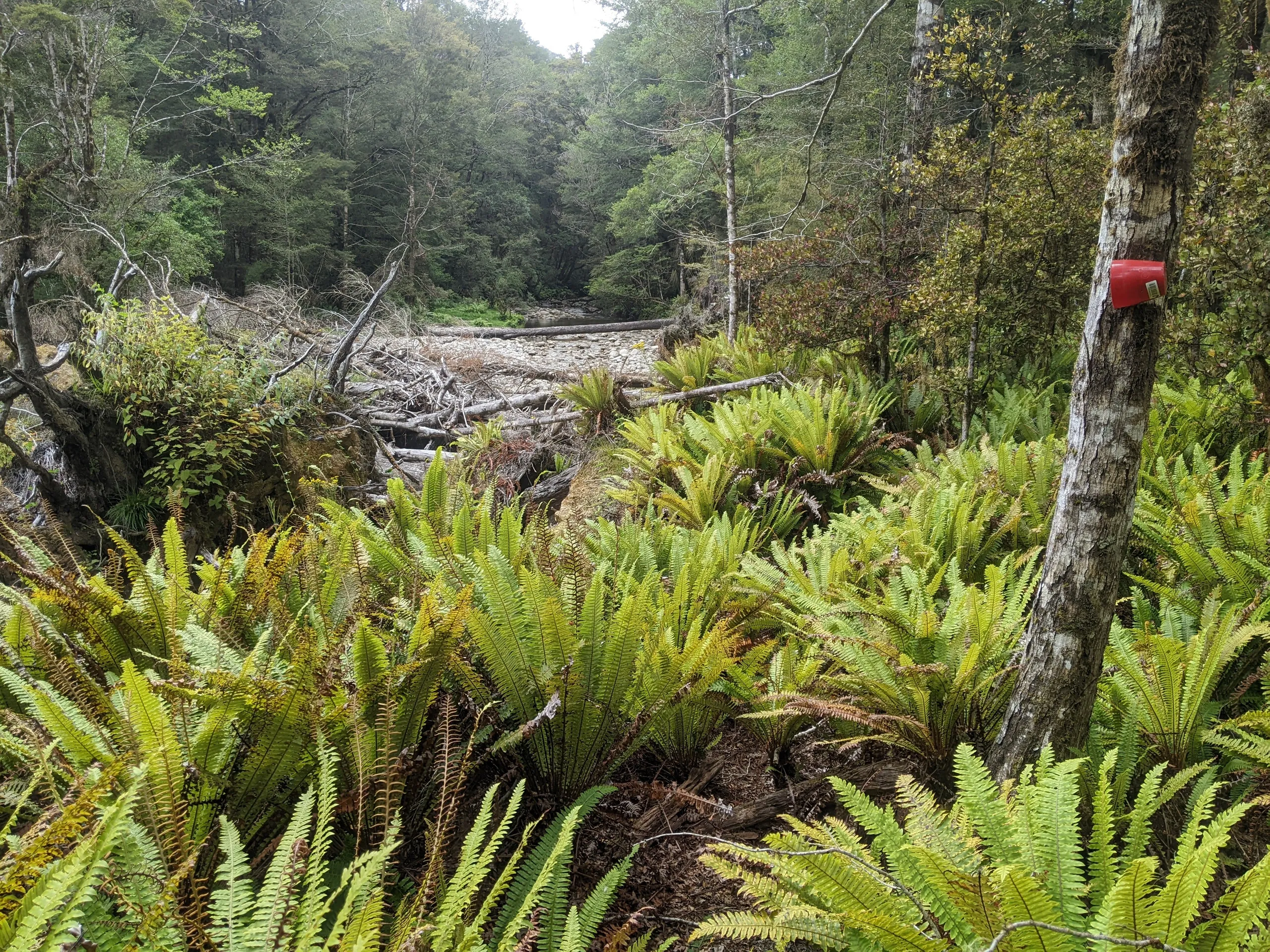 The wasp bait station at point 1515277E 5364463N. Turn right here to look for the track.